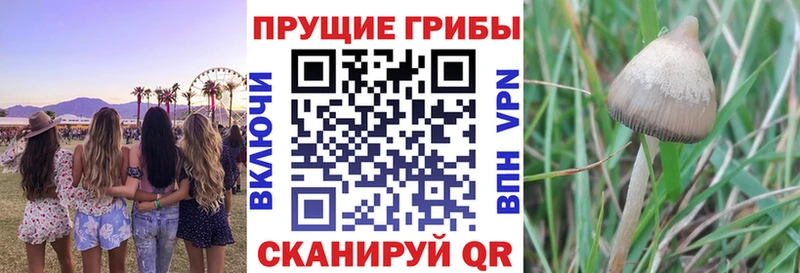shop какой сайт  купить наркоту  Дзержинск  Псилоцибиновые грибы Psilocybine cubensis 